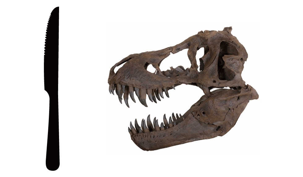 ティラノサウルスの歯の比較図
