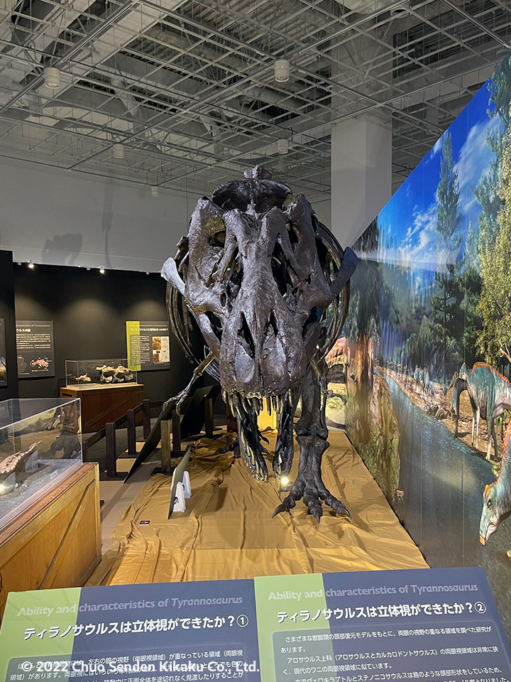福岡市科学館　ティラノサウルス展