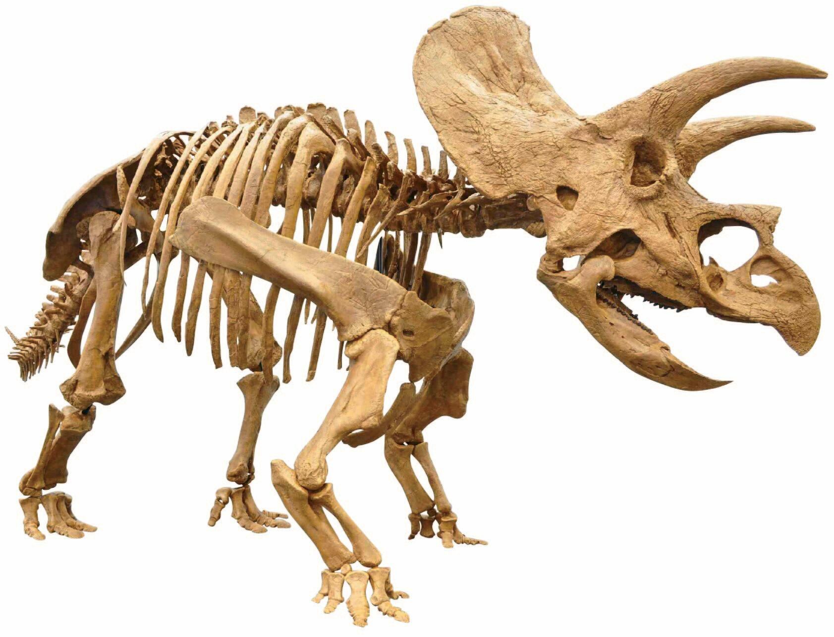 オダイバ恐竜博、トリケラトプス・ホリダス（後期白亜紀）