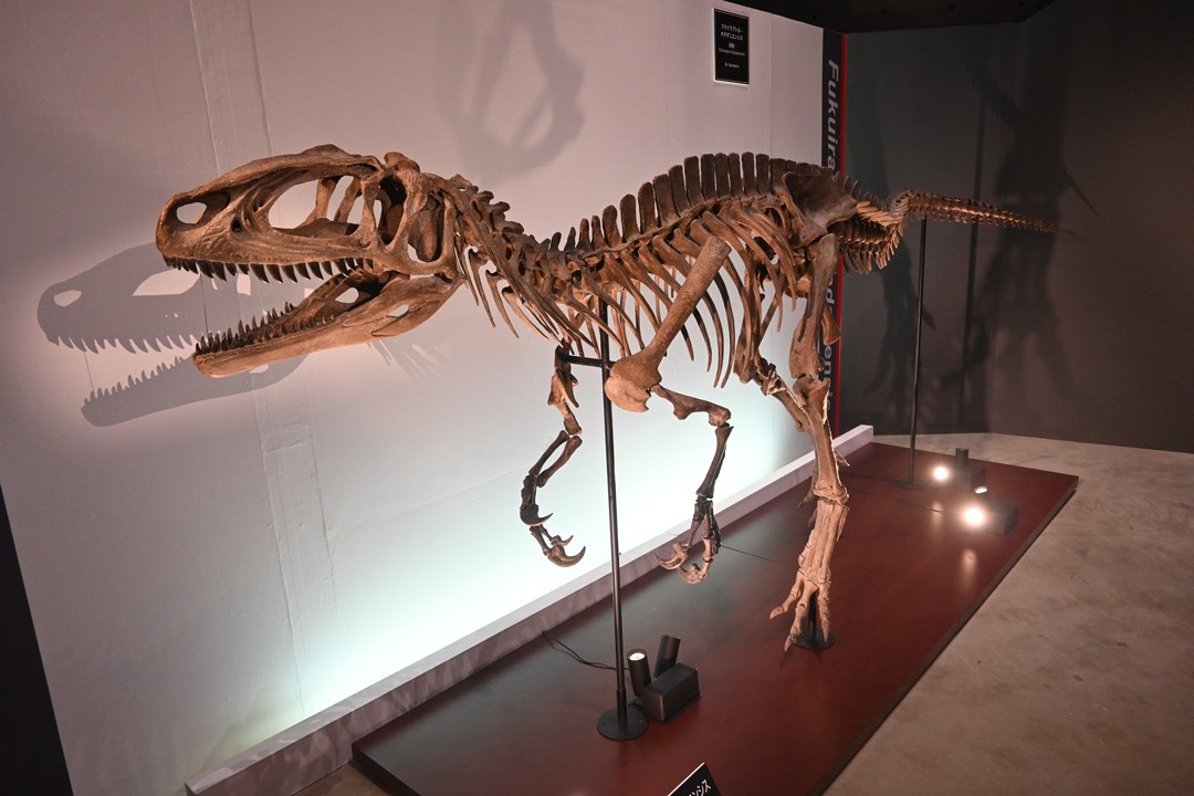 フクイラプトル