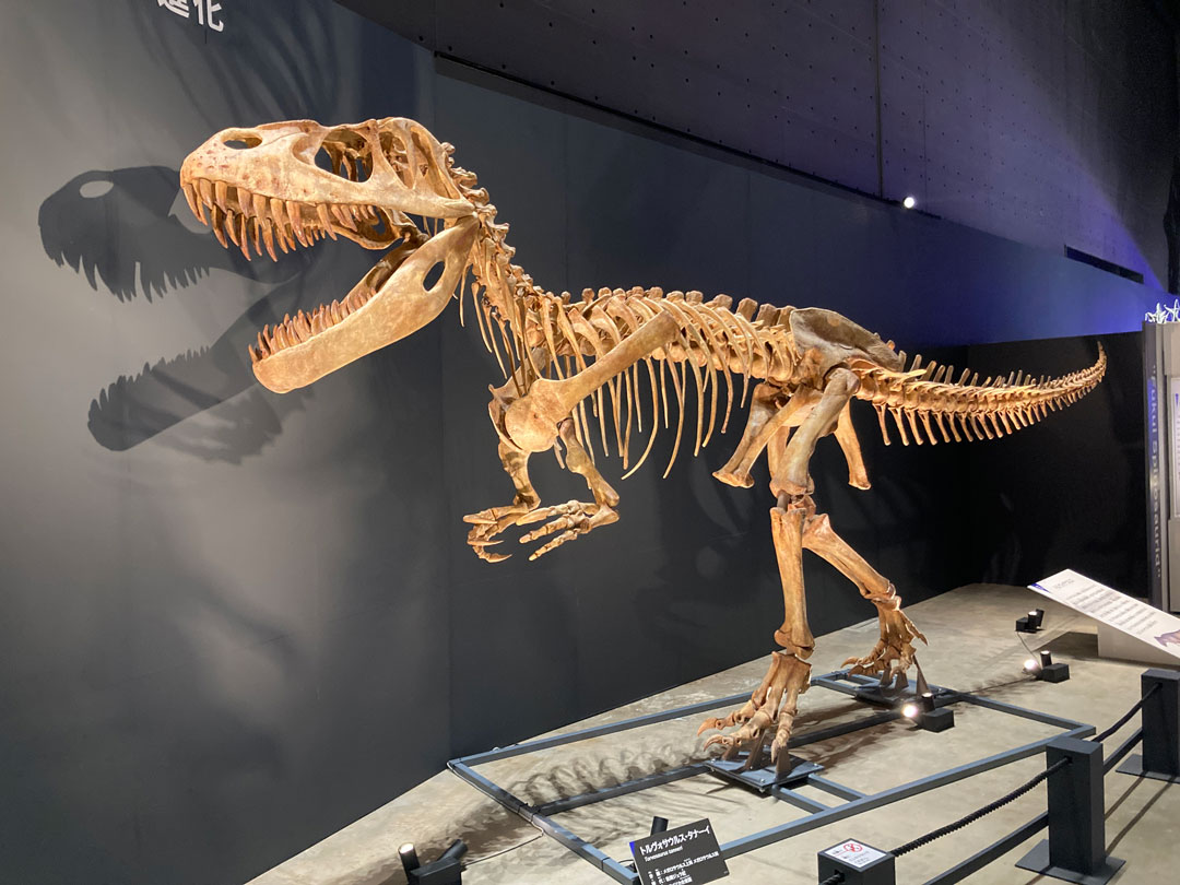 トルヴォサウルス